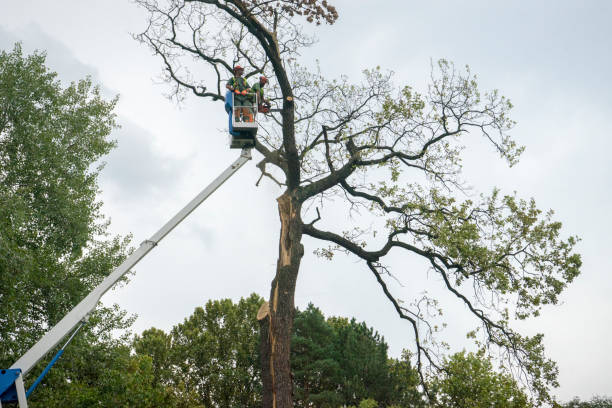 Best Tree Cabling and Bracing  in Crooks, SD